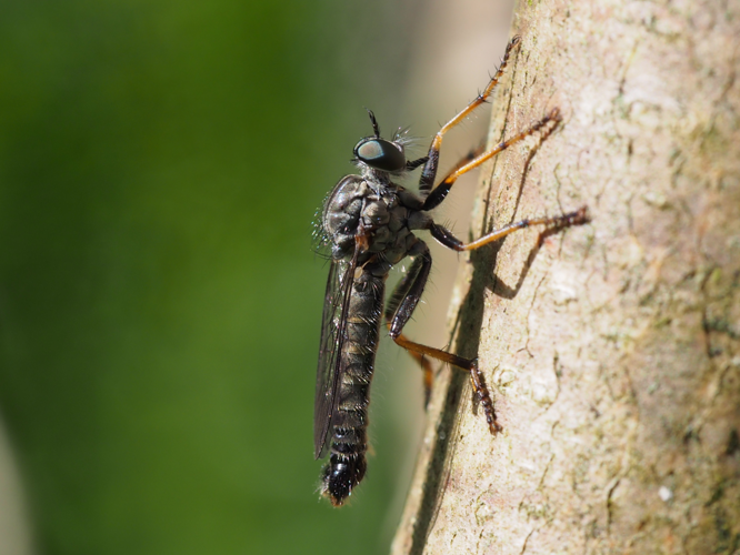 Neomochtherus geniculatus (Meigen, 1820) &copy; André Schulten