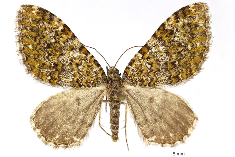 Euphyia frustata (Treitschke, 1828) &copy; De Prins Guido