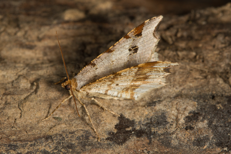 Macaria alternata (Denis & Schiffermüller, 1775) &copy; Sandra Lamberts