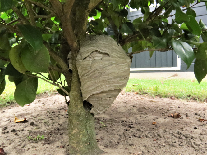 Dolichovespula media (Retzius, 1783) &copy; Martien van den Heuvel