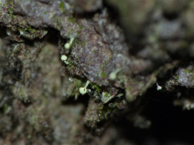 Chaenotheca brachypoda (Ach.) Tibell, 1987 &copy; Koen Verhoogt