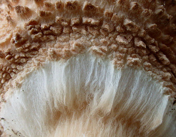 Echinoderma asperum, JHP-08.114 &copy; MycoKey / Jens H. Petersen
