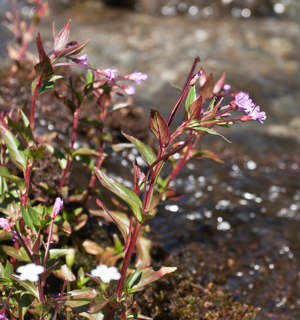 Epilobium alsinifolium.jpg © Achim Christoph
