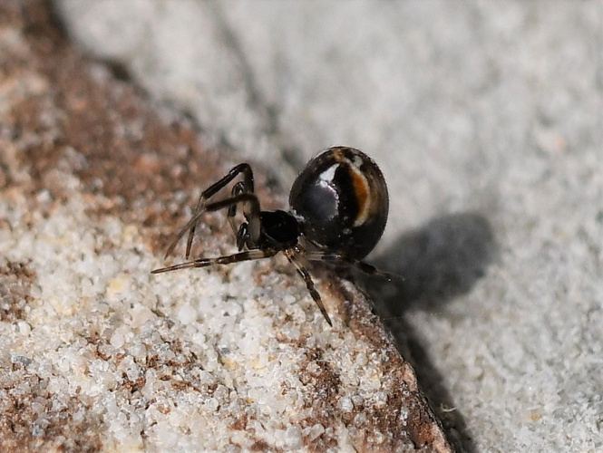 Parasteatoda lunata (Clerck, 1758) &copy; Louis Westgeest