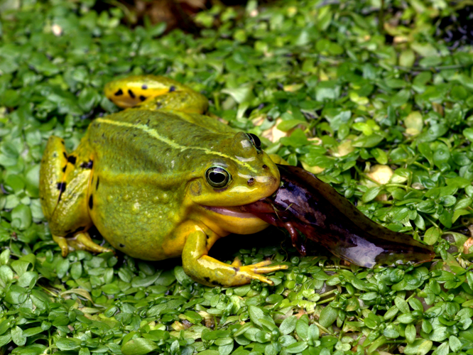 Pelophylax lessonae (Camerano, 1882) &copy; Henk van Woerden