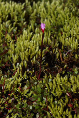 Epilobium anagallidifolium 6319.JPG © Walter Siegmund (talk)