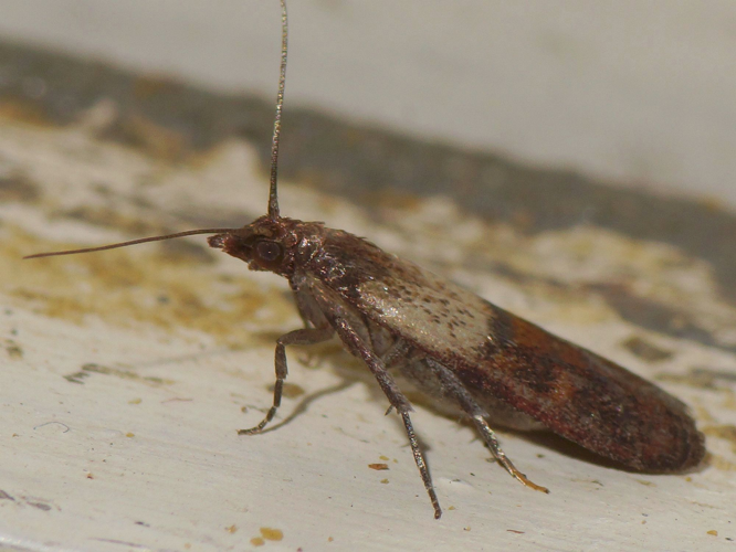 Plodia interpunctella (Hübner, 1813) &copy; Hans Jonkman