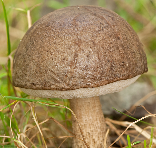 Leccinum scabrum (Bull.) Gray, 1821 &copy; Wijnand van Buuren