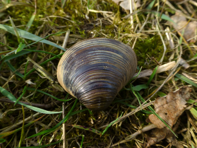 Corbicula fluminea (O.F. Müller, 1774) &copy; Sander Pieterse