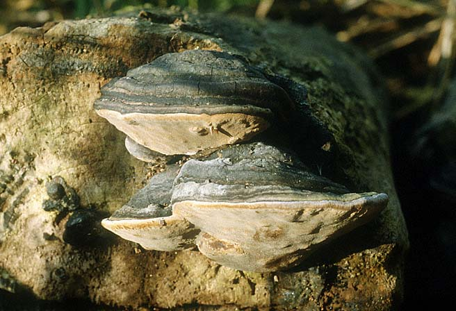 Phellinus igniarius, 20.10.1994 &copy; MycoKey / Jens H. Petersen