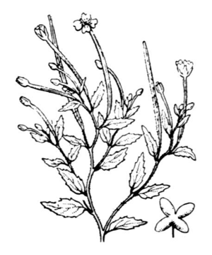 Epilobium collinum.jpg © Hippolyte Coste (1858-1924)