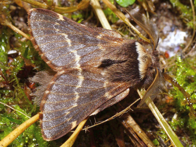 Poecilocampa populi (Linnaeus, 1758) &copy; Hans Jonkman