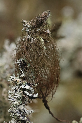 Bryoria fuscescens, DMS-10081164 &copy; Knud Knudsen