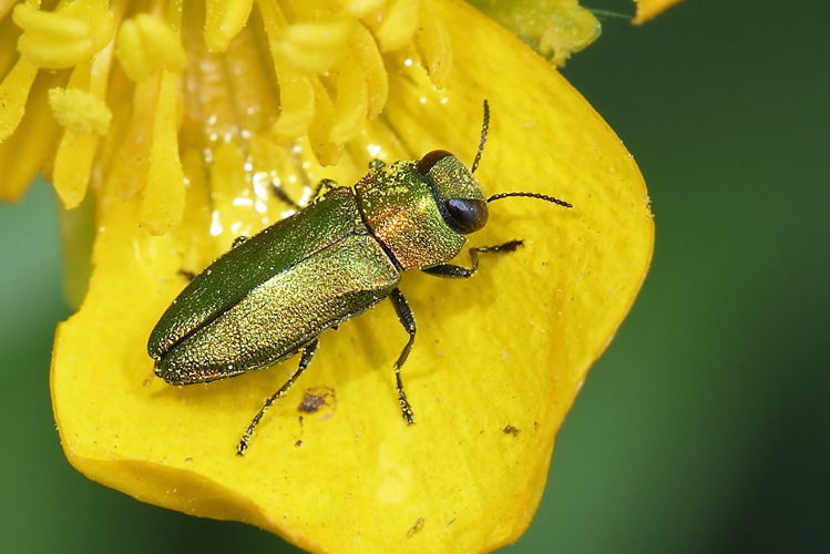 Anthaxia nitidula (Linnaeus, 1758) &copy; Marijke Kanters
