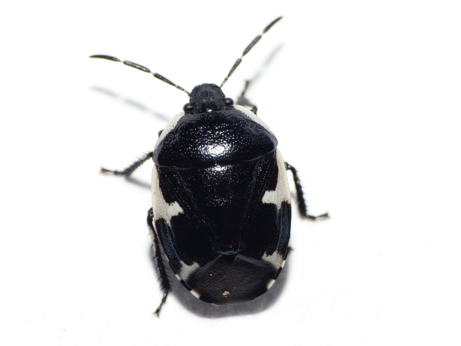 Tritomegas sexmaculatus (Rambur, 1839) &copy; Dick Belgers