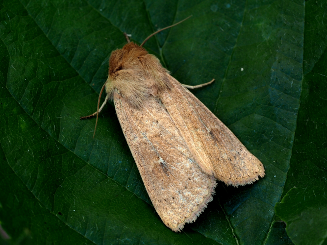 Mythimna ferrago (Fabricius, 1787) &copy; Henk van Woerden
