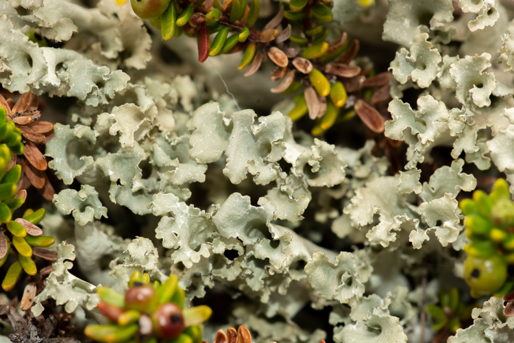 Nephromopsis cucullata, DMS-10354369 &copy; Jonas Ravn Jensen