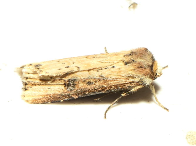 Axylia putris (Linnaeus, 1761) &copy; Dick Belgers