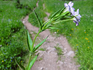 Epilobium obscurum T69.1.jpg © Jerzy Opioła