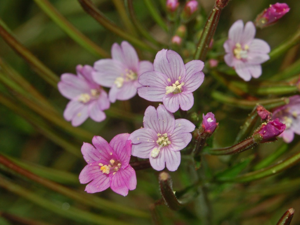 Onagraceae - Epilobium parviflorum-2.JPG © Hectonichus