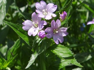 Epilobium roseum T69.2.jpg © Jerzy Opioła