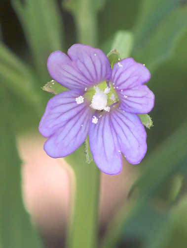 Epilobium tetragonum flower, kantige basterdwederik bloem.jpg &copy; Rasbak