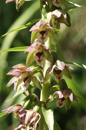 Epipactis helleborine distans 150705.jpg © Bernd Haynold