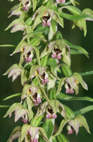 Epipactis helleborine flowers1 220703.jpg &copy; Commons