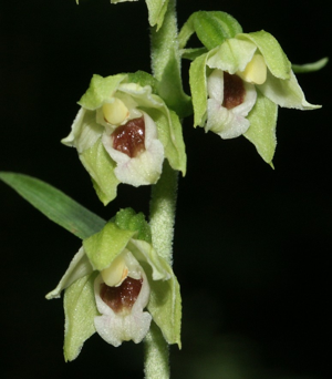 Epipactis muelleri flowers.jpg © Commons