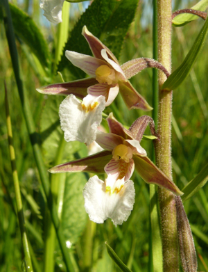 Epipactis palustris 240607a.jpg © Bernd Haynold