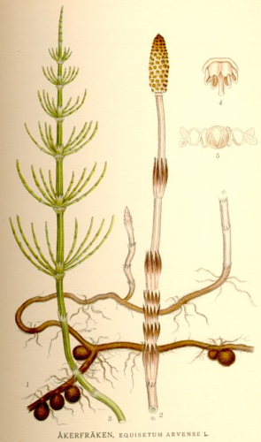 Equisetum arvense nf.jpg © Commons