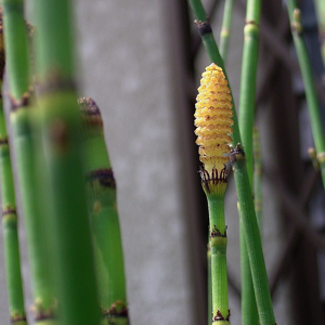 Equisetum hyemale.jpg © OpenCage