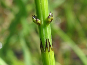 Equisetum palustre detail.jpeg © Kristian Peters -- Fabelfroh 16:29, 12 August 2006 (UTC)