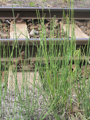 Equisetum ramosissimum2.JPG © Petr Filippov
