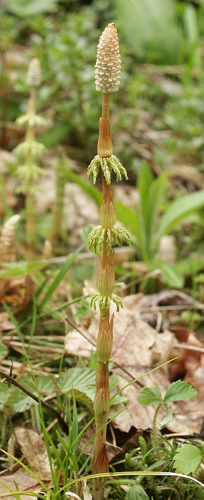 Equisetum sylvaticum 240405.jpg © Commons