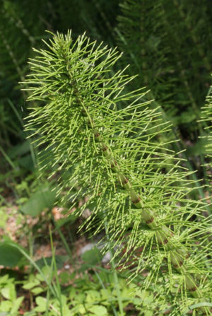 Equisetum telmateia ENBLA01.jpeg © Enrico Blasutto