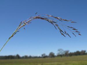 Eragrostis pilosa 1.jpg © Macleay Grass Man