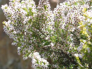 Erica arborea JPG1.jpg © Jean-Pol GRANDMONT