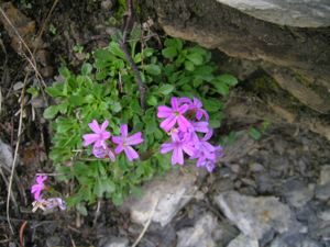 Erinus alpinus.JPG © Thomas Mathis