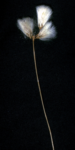 Eriophorum gracile NRCS-1.jpg &copy; Robert H. Mohlenbrock. USDA NRCS. 1992. Western wetland flora: Field office guide to plant species. West Region, Sacramento. Courtesy of USDA NRCS Wetland Science Institute.