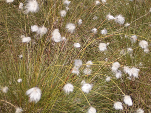 Wollgras Eriophorum vaginatum.jpg © Elke Freese