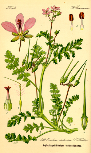 Illustration Erodium cicutarium0.jpg © Commons