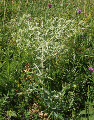 Eryngium capestre 310705.jpg © Bernd Haynold