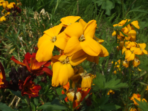 Erysimum cheiri3.jpg © No machine-readable author provided. Hans B.~commonswiki assumed (based on copyright claims).