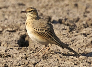 AnthusCampestris cropped.jpg © AnthusCampestris.jpg: Lip Kee derivative work: Bogbumper (talk)