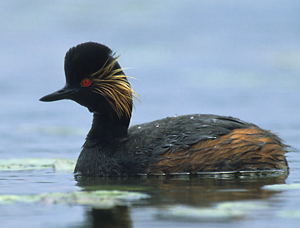 Podiceps nigricollis (Marek Szczepanek)2.jpg © Commons
