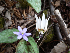 Erythronium dens-canis and anemone nemorosa.jpg © Antone at English Wikipedia