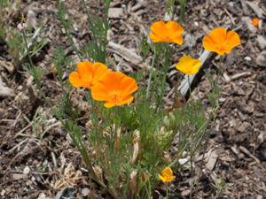 Kaldari Eschscholzia californica 01.jpg © Kaldari