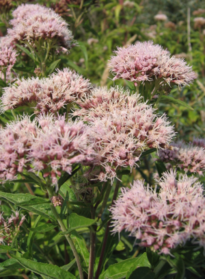 Eupatorium cannabinum (xndr).jpg © Photo by Svdmolen