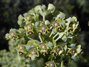 Euphorbia characias RJB.jpg © A. Barra